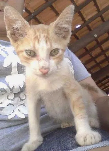 Gato ra a SRD idade Abaixo de 2 meses nome Sem Nome