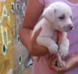 Branquinha 