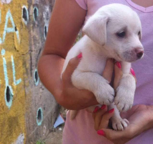 Cachorro ra a Mestiça  idade 2 a 6 meses nome Branquinha 