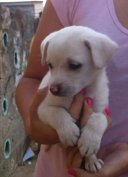Cachorro ra a Mestiça  idade 2 a 6 meses nome Branquinha 