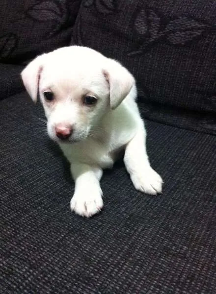Cachorro ra a Mestiça  idade 2 a 6 meses nome Branquinha 