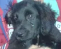 Cachorro ra a viralata idade 2 a 6 meses nome Jack