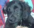 Cachorro raça viralata idade 2 a 6 meses nome Jack