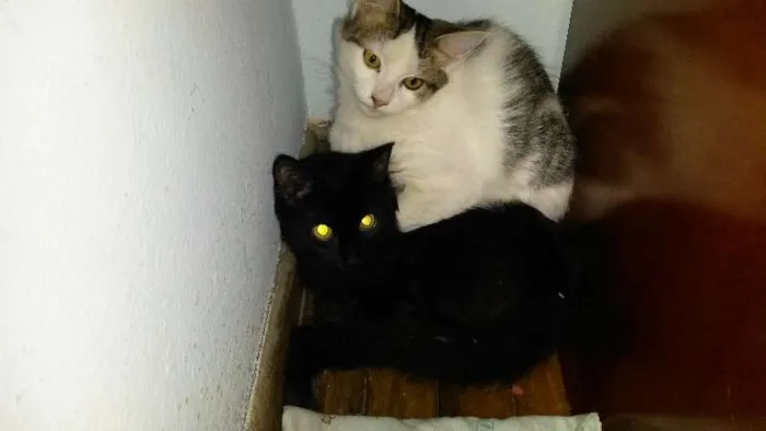 Gato ra a SRD idade 2 a 6 meses nome Lady e Oz