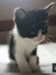 Gato raça srd idade Abaixo de 2 meses nome sem nome