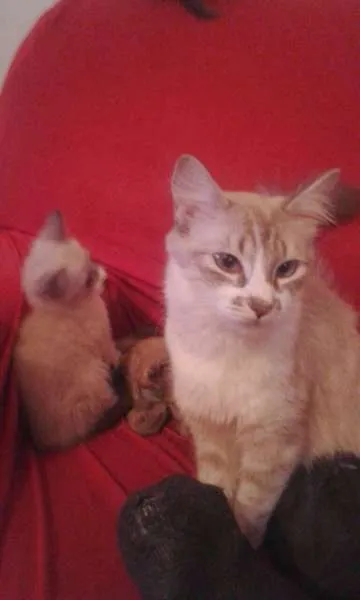 Gato ra a nda idade Abaixo de 2 meses nome Gatinho
