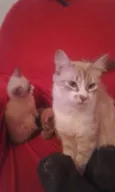 Gatinho