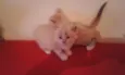 Gatinho