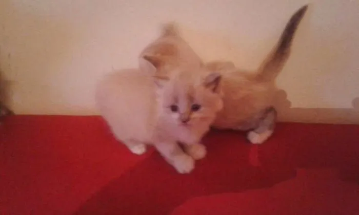 Gato ra a nda idade Abaixo de 2 meses nome Gatinho