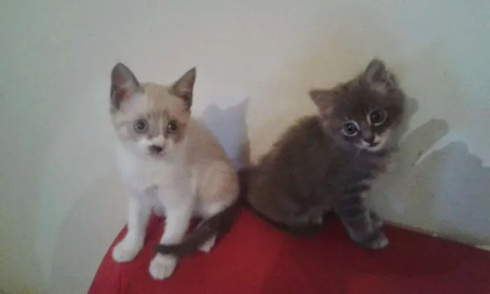 Gato ra a nda idade Abaixo de 2 meses nome Gatinho