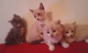 Gato raça nda idade Abaixo de 2 meses nome Gatinho