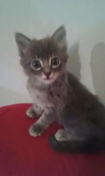 Gato ra a nda idade Abaixo de 2 meses nome Gatinho