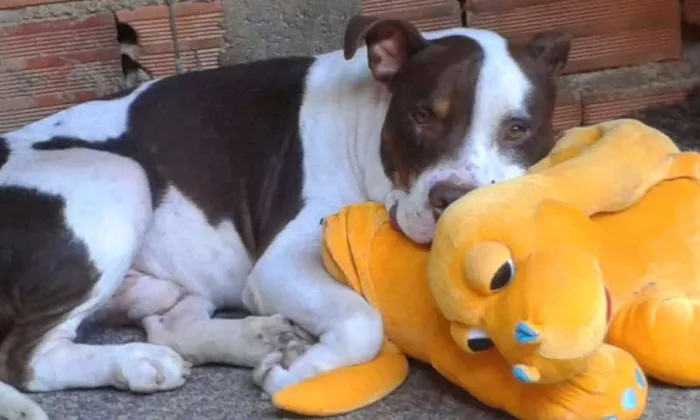 Cachorro ra a Pit-Bull idade 3 anos nome Meninão