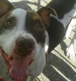 Cachorro raça Pit-Bull idade 3 anos nome Meninão