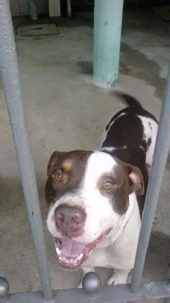 Cachorro ra a Pit-Bull idade 3 anos nome Meninão