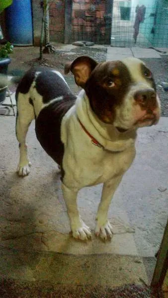 Cachorro ra a Pit-Bull idade 3 anos nome Meninão