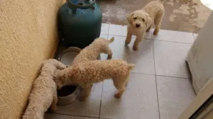 Cachorro raça poodle idade 5 anos nome Coco Lala Fred