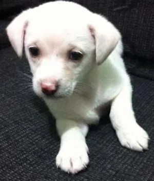 Cachorro raça Mestiça  idade 2 a 6 meses nome Branquinha 