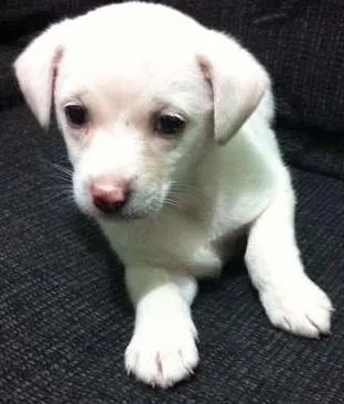 Cachorro ra a Mestiça  idade 2 a 6 meses nome Branquinha 