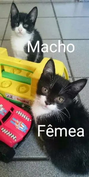 Gato raça srd idade Abaixo de 2 meses nome sem nome