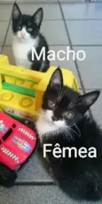 Gato raça srd idade Abaixo de 2 meses nome sem nome