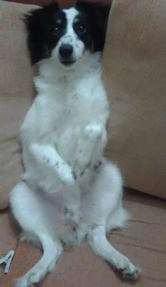 Cachorro raça vira lata idade 1 ano nome Sunny