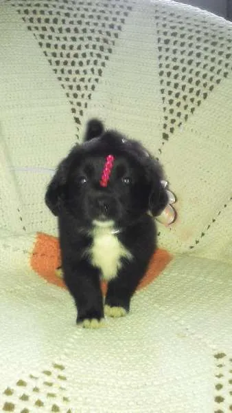 Cachorro ra a Mestiço idade Abaixo de 2 meses nome Nina