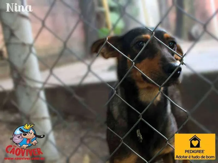 Cachorro raça SRD idade 2 anos nome nina