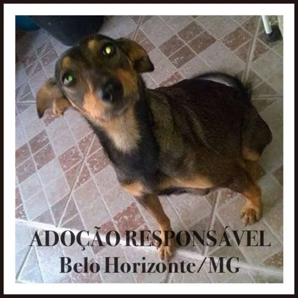 Cachorro raça SRD idade 2 anos nome nina