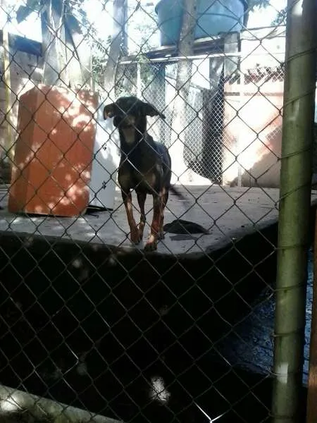 Cachorro raça SRD idade 2 anos nome nina