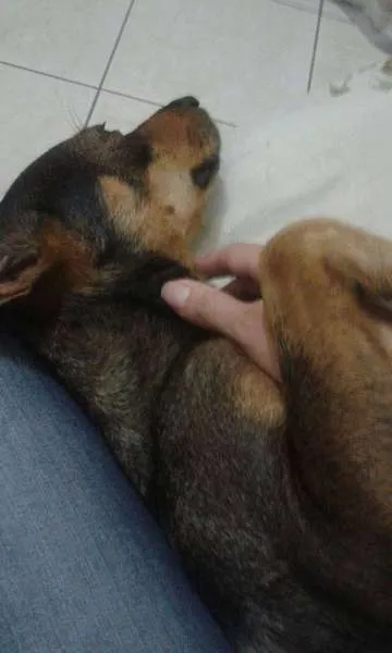 Cachorro raça SRD idade 2 anos nome nina