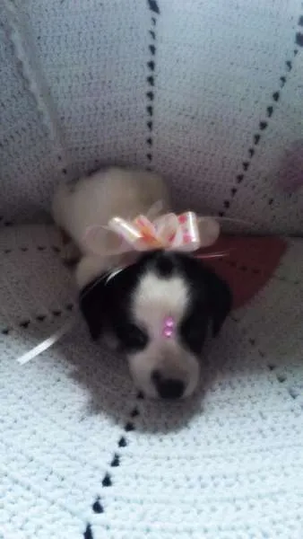 Cachorro ra a Mestiço idade Abaixo de 2 meses nome Stela