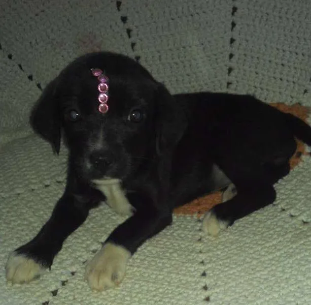 Cachorro ra a Mestiço idade Abaixo de 2 meses nome Gisele