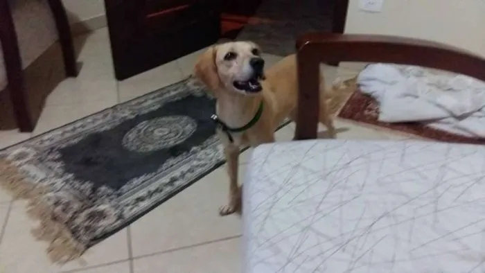 Cachorro ra a a melhor idade  nome princesa