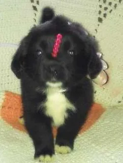 Cachorro ra a Mestiço idade Abaixo de 2 meses nome Nina