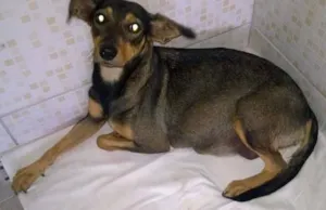 Cachorro raça SRD idade 2 anos nome nina