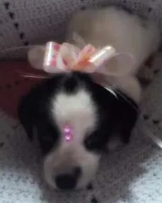 Cachorro ra a Mestiço idade Abaixo de 2 meses nome Stela