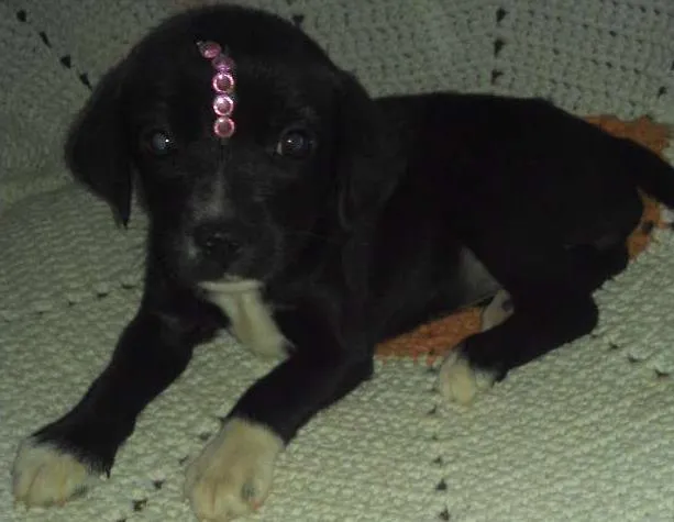 Cachorro ra a Mestiço idade Abaixo de 2 meses nome Gisele