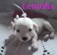 Leninha