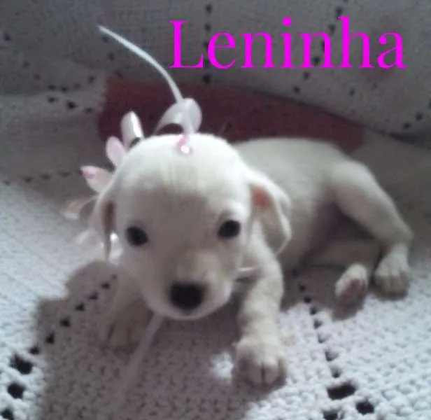 Cachorro ra a Mestiça idade Abaixo de 2 meses nome Leninha