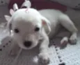 Leninha