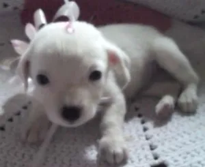 Cachorro raça Mestiça idade Abaixo de 2 meses nome Leninha