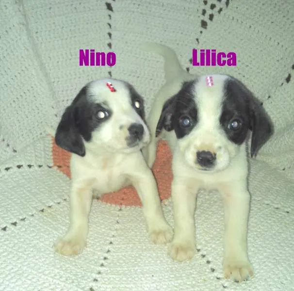 Cachorro ra a Mestiça idade Abaixo de 2 meses nome NINO e Lilica
