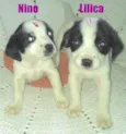 NINO e Lilica