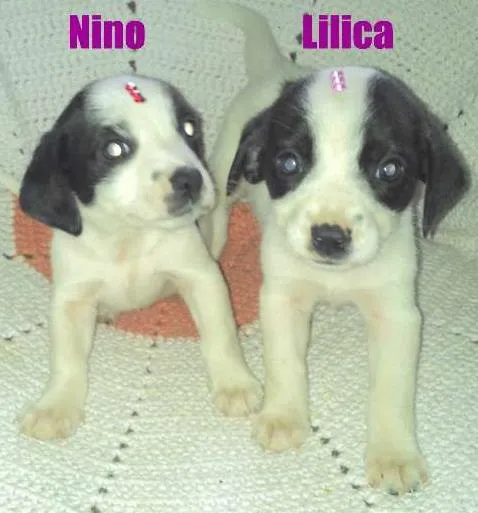 Cachorro ra a Mestiça idade Abaixo de 2 meses nome NINO e Lilica