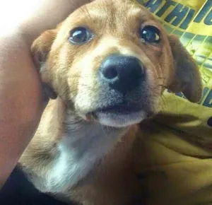 Cachorro raça SRD idade 2 a 6 meses nome Sem nome