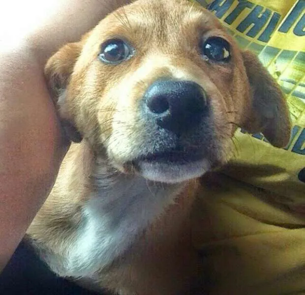 Cachorro ra a SRD idade 2 a 6 meses nome Sem nome