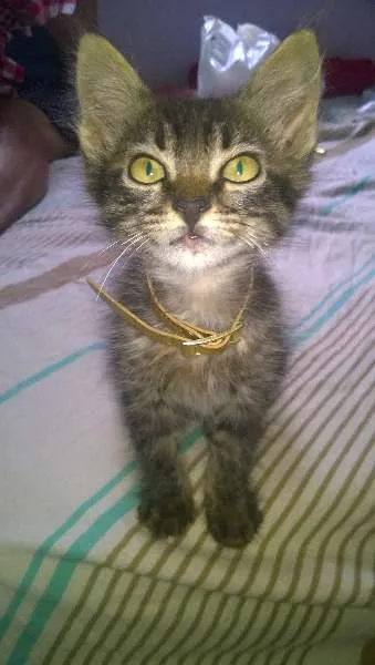 Gato ra a VL idade Abaixo de 2 meses nome Buba