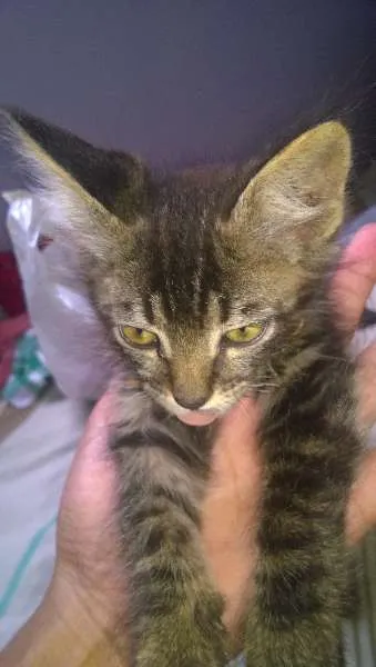 Gato ra a VL idade Abaixo de 2 meses nome Buba