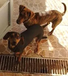 Cachorro raça SRD e Basset idade 2 a 6 meses nome Rayca